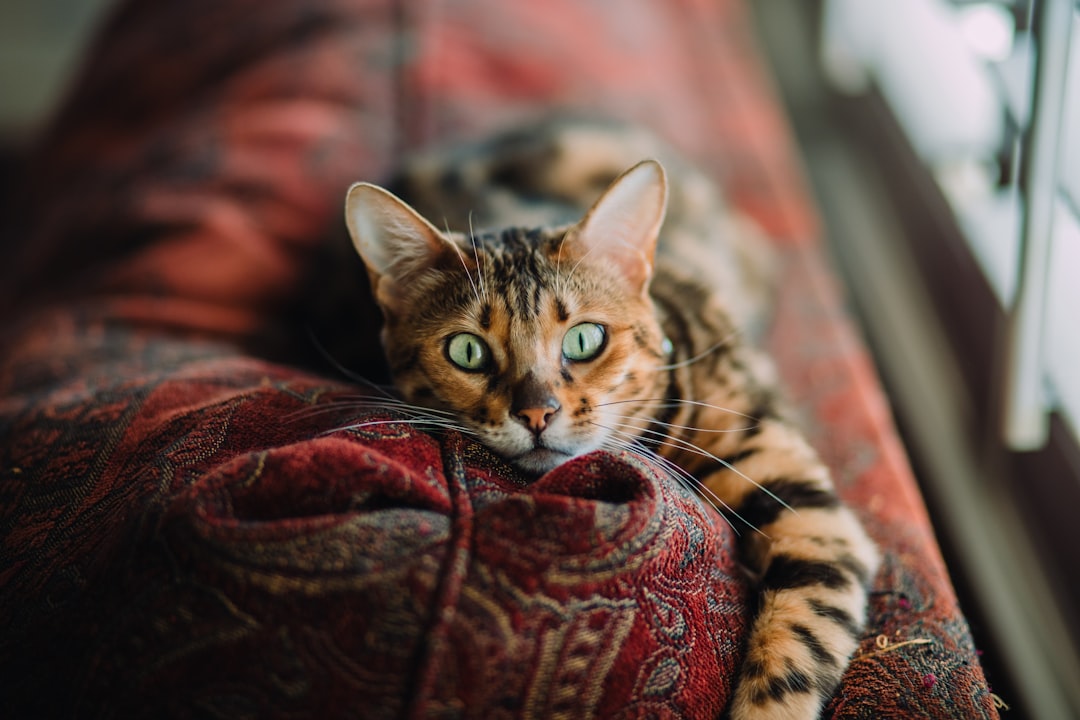 Photo Adorable cat-shaped lamp